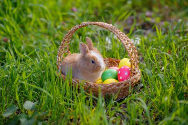 Küçük şirin Paskalya Tavşanı çimenlerde yumurtalarla sepette
