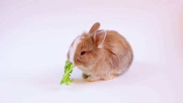 Rekaman Kelinci Makan Daun Salad — Stok Video