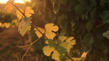 Gün batımında rüzgarda sallanan bir dal dalı.