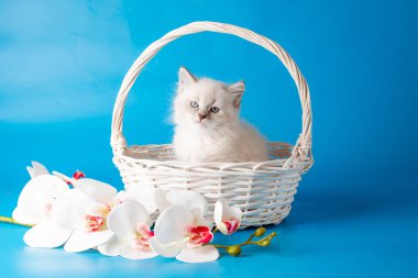 Mavi arka planda sepette küçük bir kedi yavrusu.