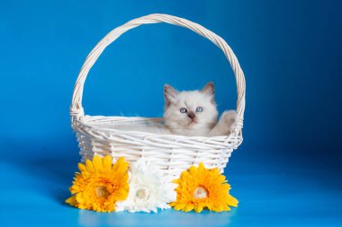 Mavi arka planda sepette iki kedi yavrusu
