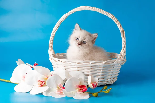 Malé Koťátko Košíku Modrém Pozadí — Stock fotografie