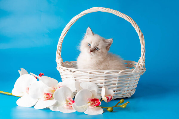 a small kitten in a basket on a blue background