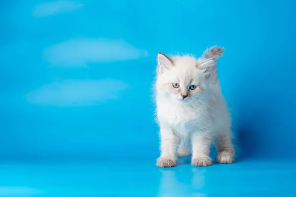 Gatito Pequeño Sobre Fondo Azul —  Fotos de Stock