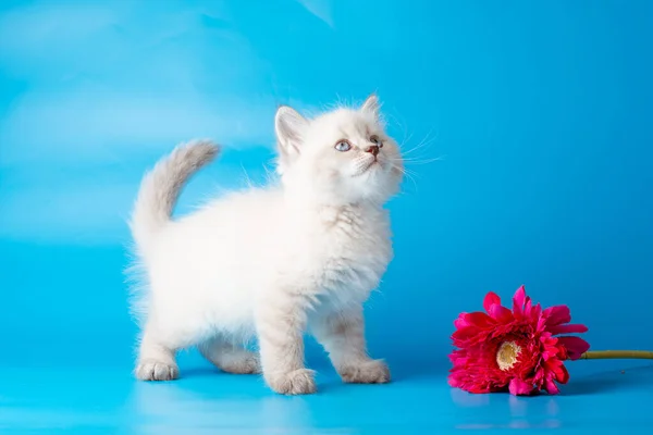 Liten Kattunge Med Blomma Blå Bakgrund — Stockfoto