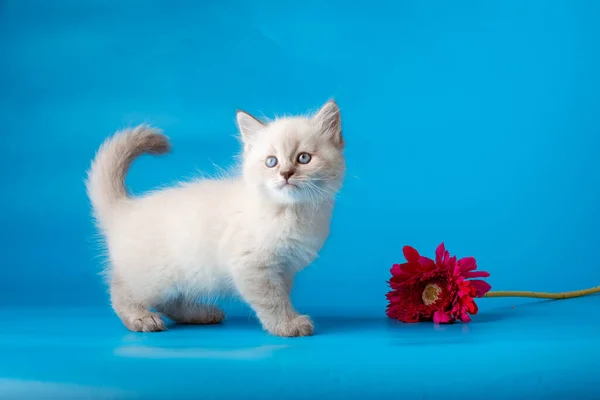 一种蓝色背景上有花的小猫咪 — 图库照片