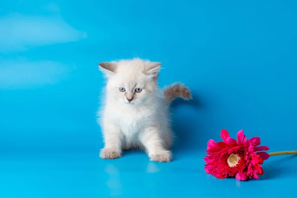 Mavi Arka Planda Çiçekli Küçük Bir Kedi Yavrusu — Stok fotoğraf