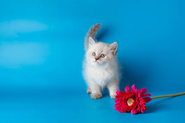 Mavi Arka Planda Çiçekli Küçük Bir Kedi Yavrusu — Stok fotoğraf