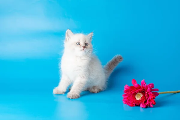 Liten Kattunge Med Blomma Blå Bakgrund — Stockfoto