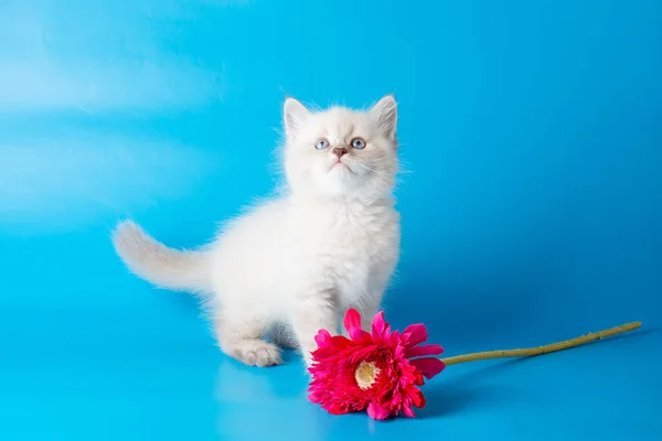 Liten Kattunge Med Blomma Blå Bakgrund — Stockfoto