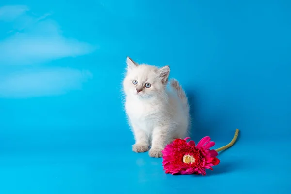 Mavi Arka Planda Çiçekli Küçük Bir Kedi Yavrusu — Stok fotoğraf