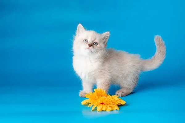 Small Kitten Flower Blue Background — Stock Photo, Image