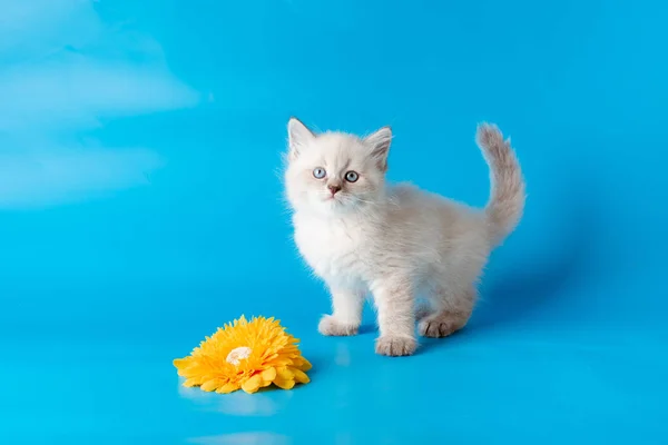 Pequeno Gatinho Com Uma Flor Fundo Azul — Fotografia de Stock