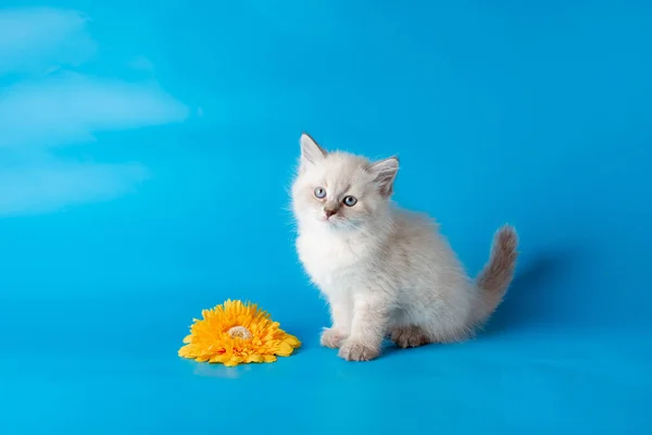 Small Kitten Flower Blue Background — Stock Photo, Image