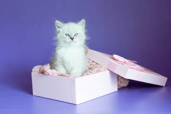 Gatito Pequeño Una Caja Sobre Fondo Púrpura —  Fotos de Stock