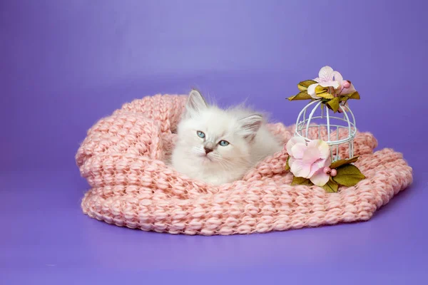 Kitten Knitted Blanket Purple Background — Stock Photo, Image