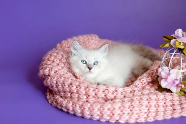 Mor Arka Planda Örülü Bir Battaniye Içinde Kedi Yavrusu — Stok fotoğraf