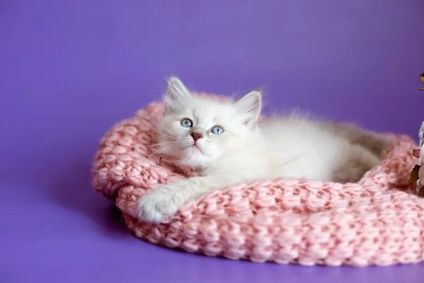 Mor Arka Planda Örülü Bir Battaniye Içinde Kedi Yavrusu — Stok fotoğraf