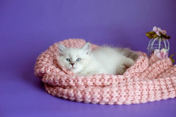 Mor Arka Planda Örülü Bir Battaniye Içinde Kedi Yavrusu — Stok fotoğraf