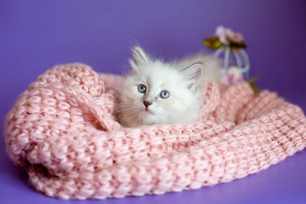 紫色の背景に編んだ毛布の中の子猫は — ストック写真