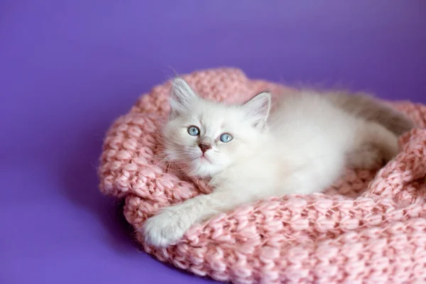 Mor Arka Planda Örülü Bir Battaniye Içinde Kedi Yavrusu — Stok fotoğraf