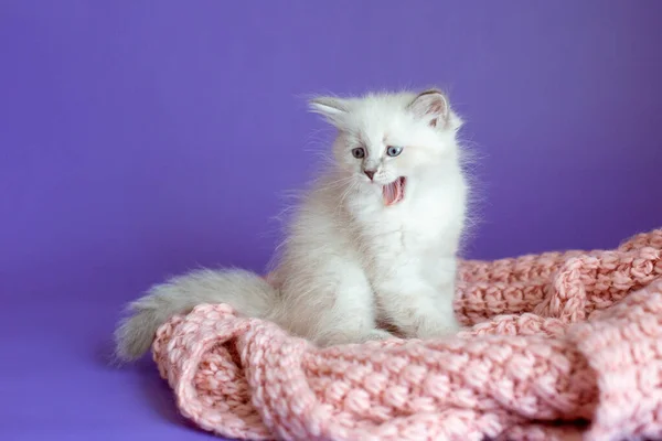 在紫色背景的针织毛毯中的小猫 — 图库照片