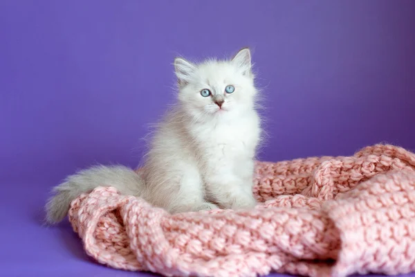 보라색 배경에 담요를 고양이 — 스톡 사진