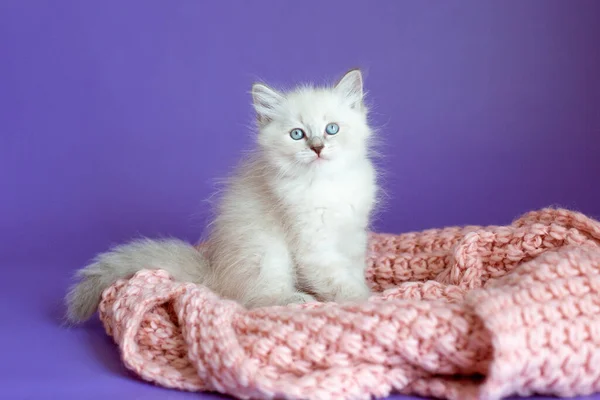 Gatito Una Manta Punto Sobre Fondo Púrpura — Foto de Stock