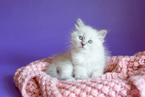 Kitten Een Gebreide Deken Een Paarse Achtergrond — Stockfoto