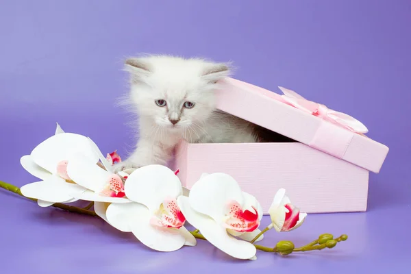 Pequeno Gatinho Uma Caixa Fundo Roxo — Fotografia de Stock