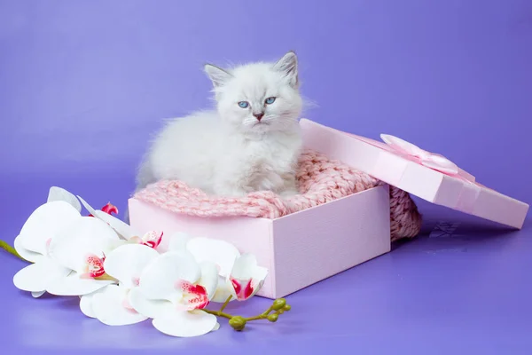 紫色底色盒子里的小猫 — 图库照片
