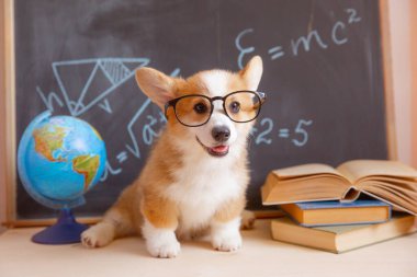 Arkaplanda gözlüklü, kitaplı bir karatahta Corgi köpeği öğrencisi.