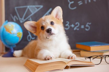 Arkaplanda gözlüklü, kitaplı bir karatahta Corgi köpeği öğrencisi.