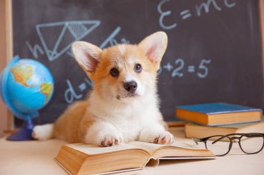 Arkaplanda gözlüklü, kitaplı bir karatahta Corgi köpeği öğrencisi.
