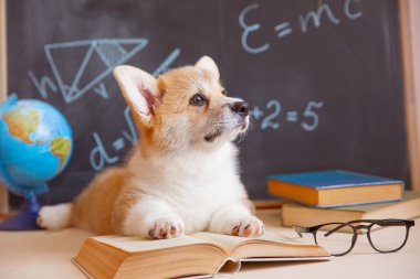 Arkaplanda gözlüklü, kitaplı bir karatahta Corgi köpeği öğrencisi.