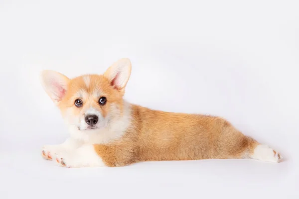 Štěně Corgi Izolováno Bílém Pozadí — Stock fotografie