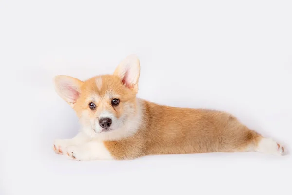 Cachorro Corgi Aísla Sobre Fondo Blanco — Foto de Stock