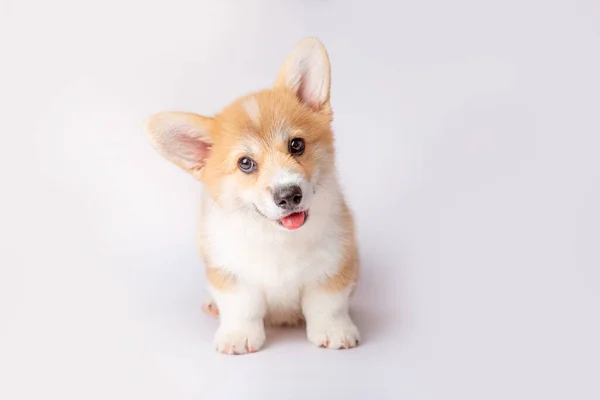 Cucciolo Corgi Isolato Uno Sfondo Bianco — Foto Stock