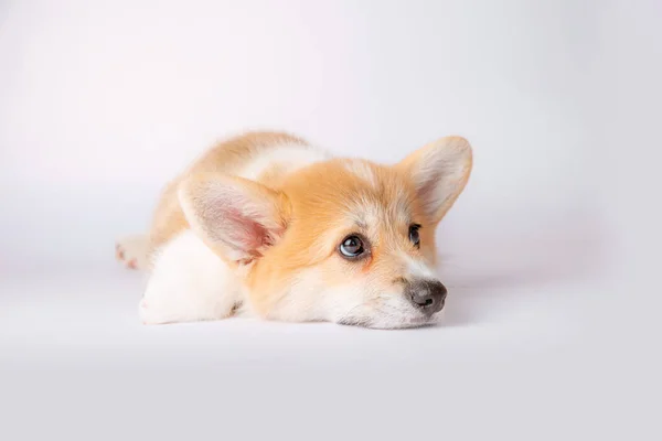 Een Corgi Puppy Geïsoleerd Een Witte Achtergrond — Stockfoto