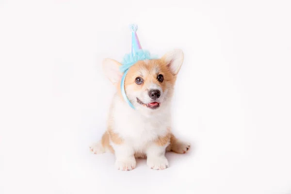 Petit Corgi Avec Chapeau Fête — Photo