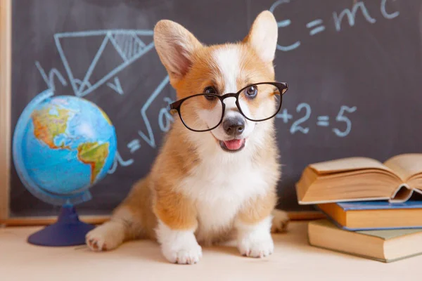 Welsh Corgi Puppy Student Glasses Background Blackboard Books — Stock Photo, Image