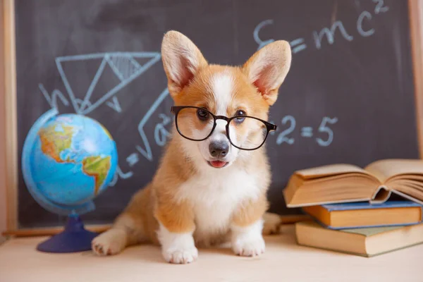welsh corgi puppy student with glasses on the background of a blackboard with books
