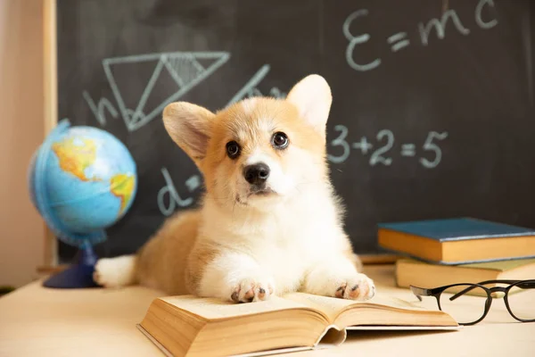 welsh corgi puppy student with glasses on the background of a blackboard with books