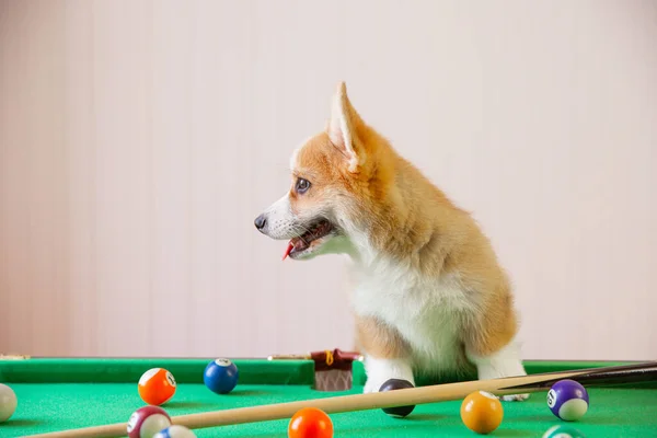 Cachorro Corgi Mesa Para Jugar Billar —  Fotos de Stock
