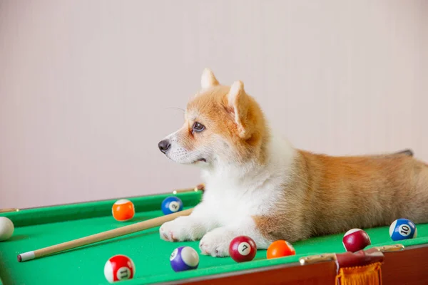 Bilardo Oynamak Için Masadaki Corgi Yavrusu — Stok fotoğraf