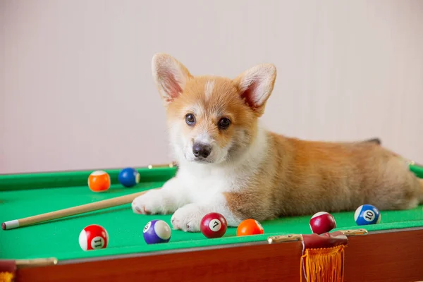 Cachorro Corgi Mesa Para Jugar Billar —  Fotos de Stock