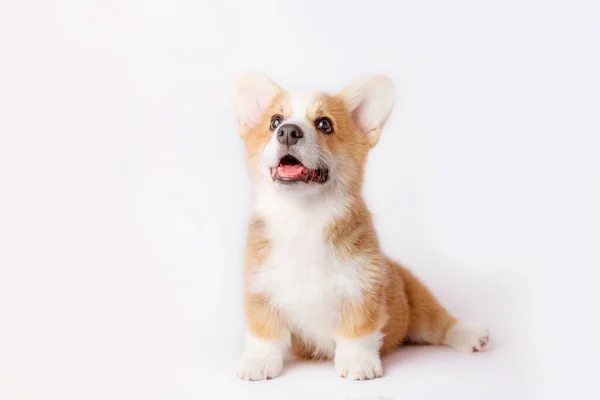 Cachorro Corgi Aísla Sobre Fondo Blanco —  Fotos de Stock