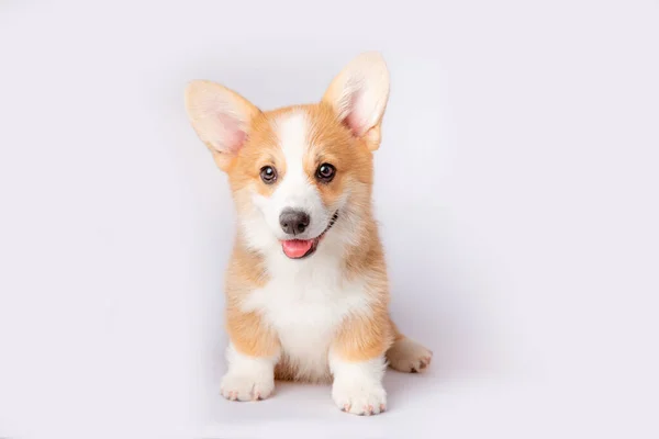 Anak Anjing Corgi Terisolasi Pada Latar Belakang Putih — Stok Foto