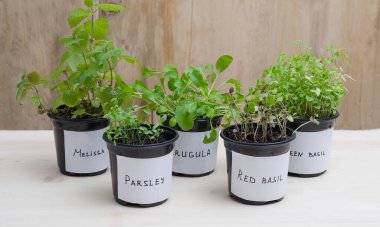 Bahar geliyor. Çeşitli yeşillikler - limon merhemi, roka, maydanoz, fesleğen, evdeki pencere kenarındaki kutularda yetişen tohumlar. Yeşil eko bitkilerinin büyümesi ve bakımı kavramı, seçici odaklanma