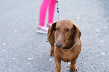 Kırmızı renkli tasmalı bir köpek gri bir yolda duruyor ve kameraya uzayın bir kopyasıyla bakıyor.